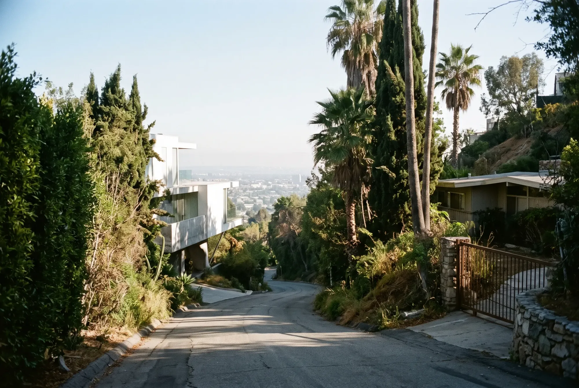 A narrow, winding hillside road in the Hollywood Hills lined with hedges and cypress trees, with modern and midcentury homes set into the slope.